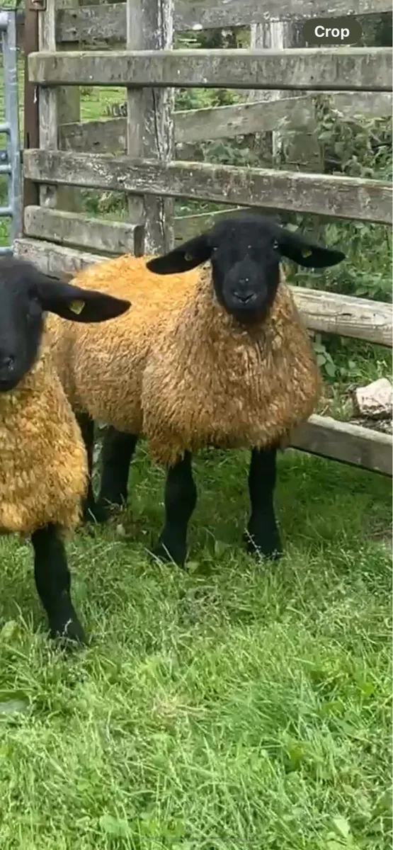 Suffolk and Sufftex ewe lambs - Image 1