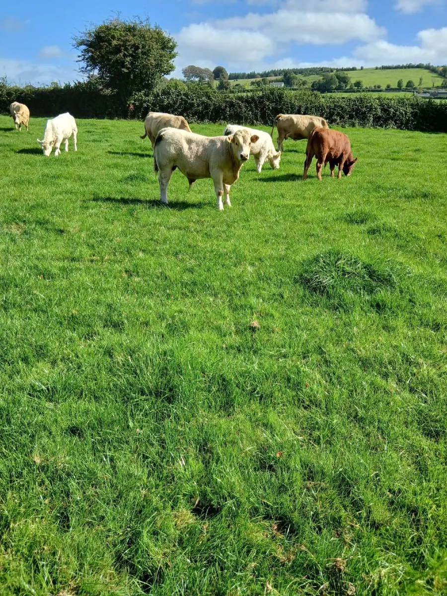 10 homebred  ch weanings for sale - Image 1