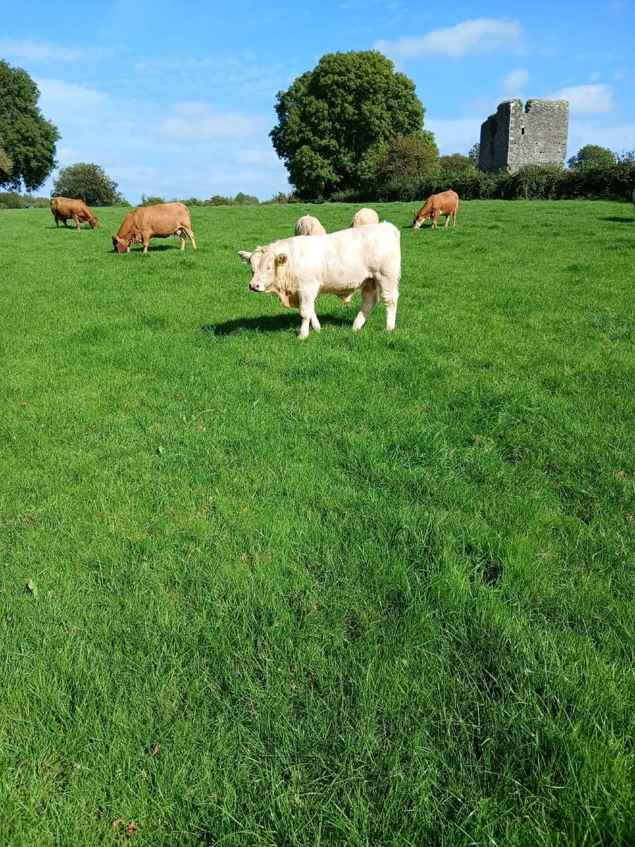 10 homebred  ch weanings for sale - Image 2