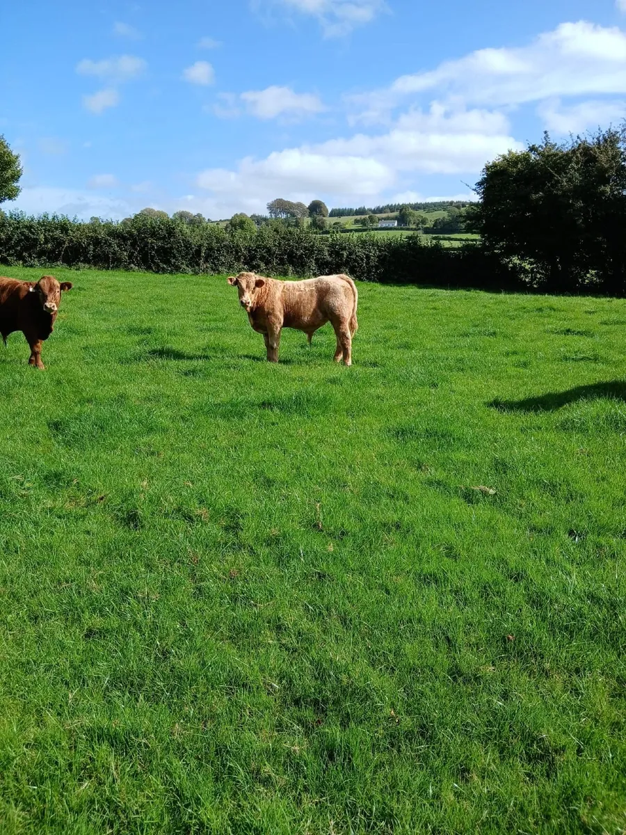 10 homebred  ch weanings for sale - Image 4