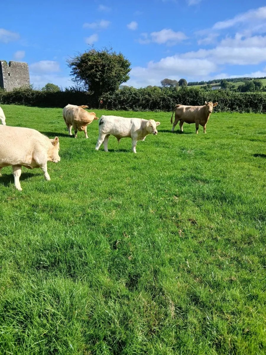 10 homebred  ch weanings for sale - Image 3