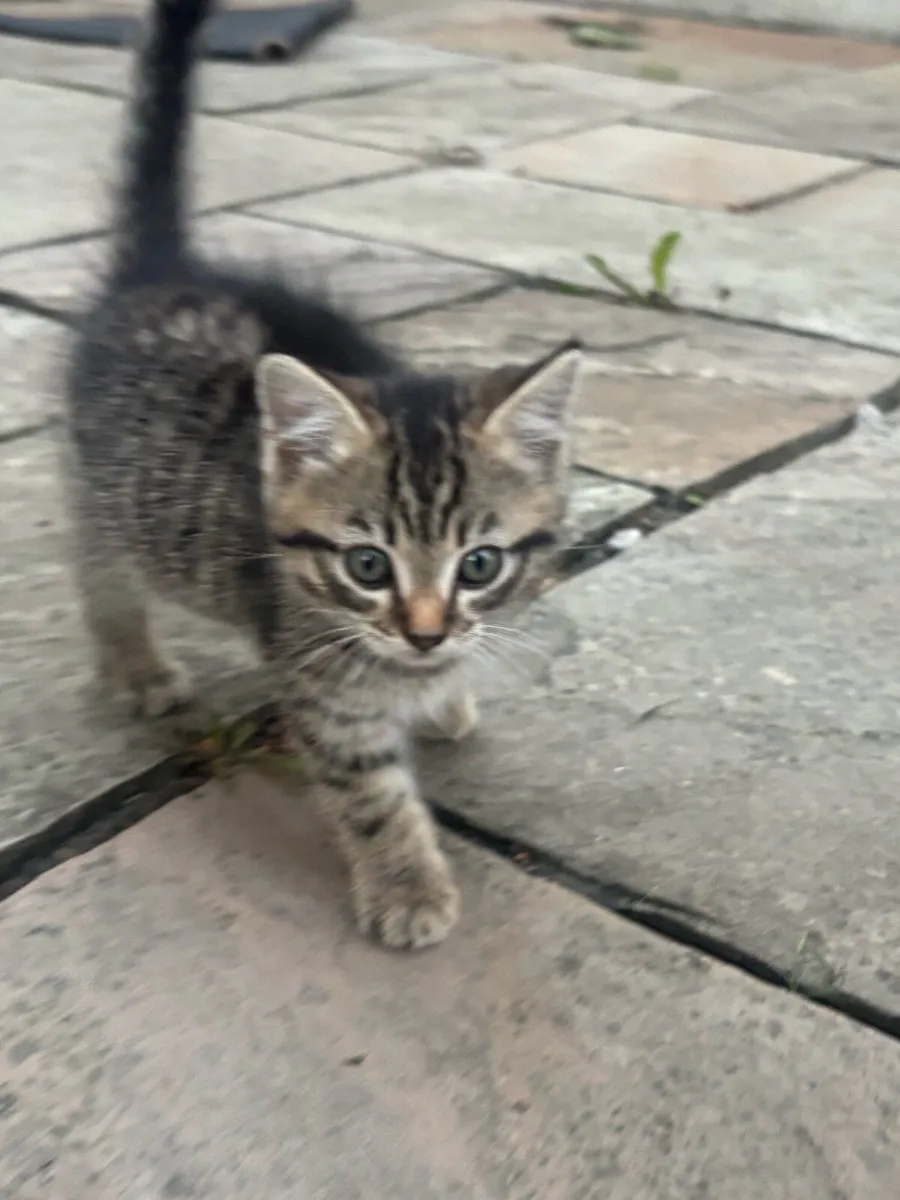 Kittens - Image 1