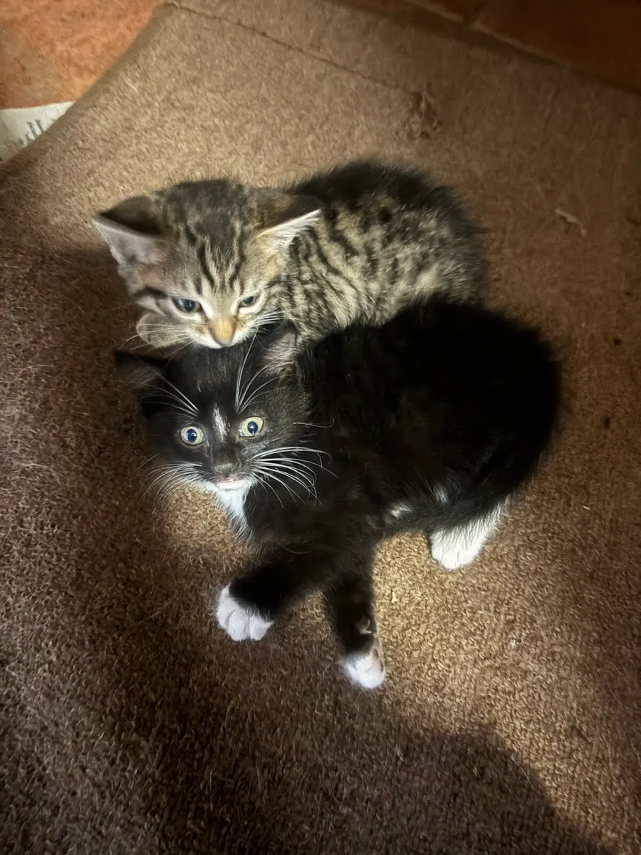 Kittens - Image 2