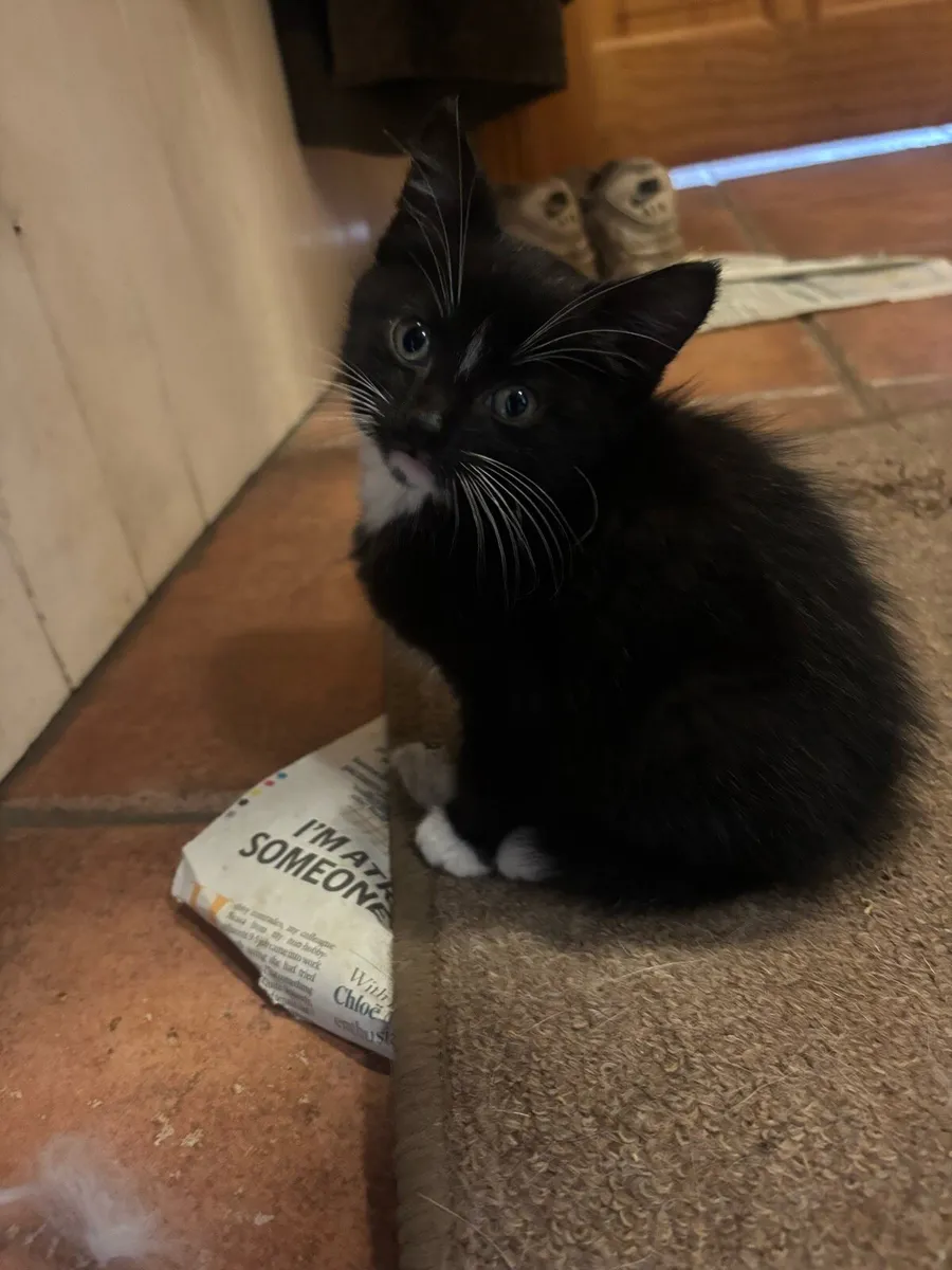 Kittens - Image 3