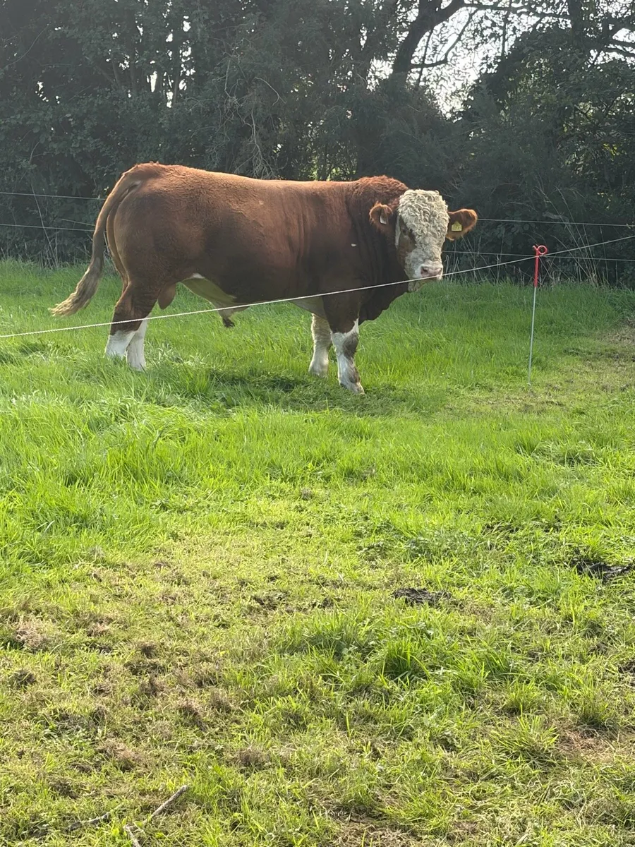 Simmental bulls - Image 1