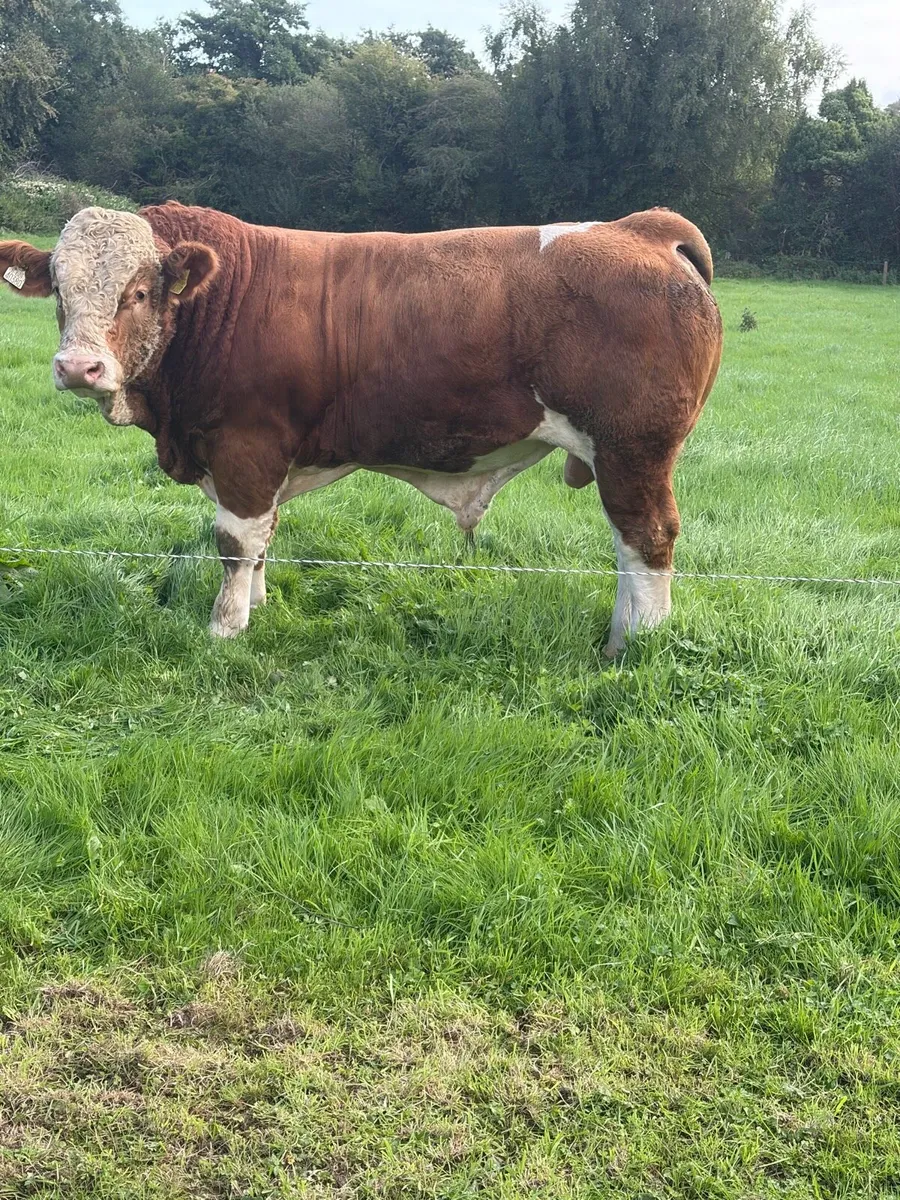 Simmental bulls - Image 2