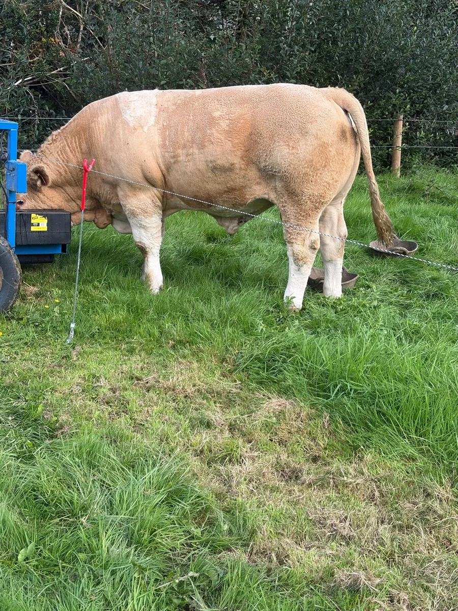 Simmental bulls - Image 3