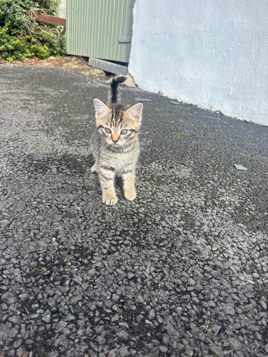 Kittens - Image 4