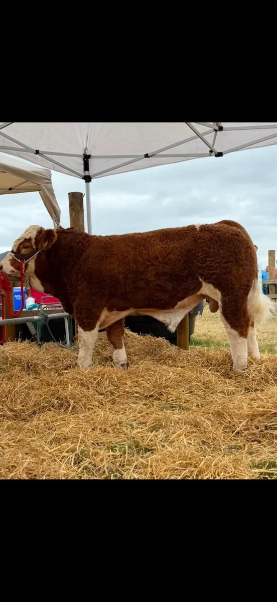 Simmental bulls - Image 4
