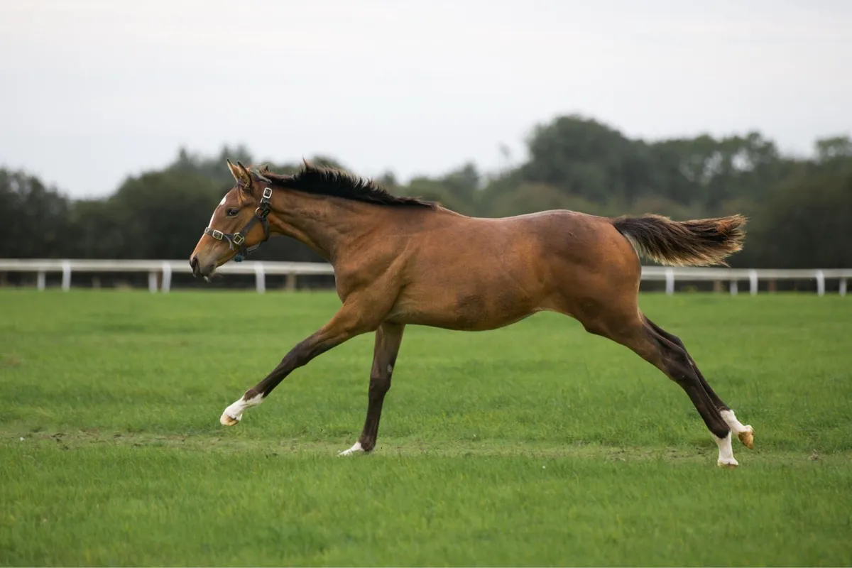 TB filly foal by Luxembourg - Image 3