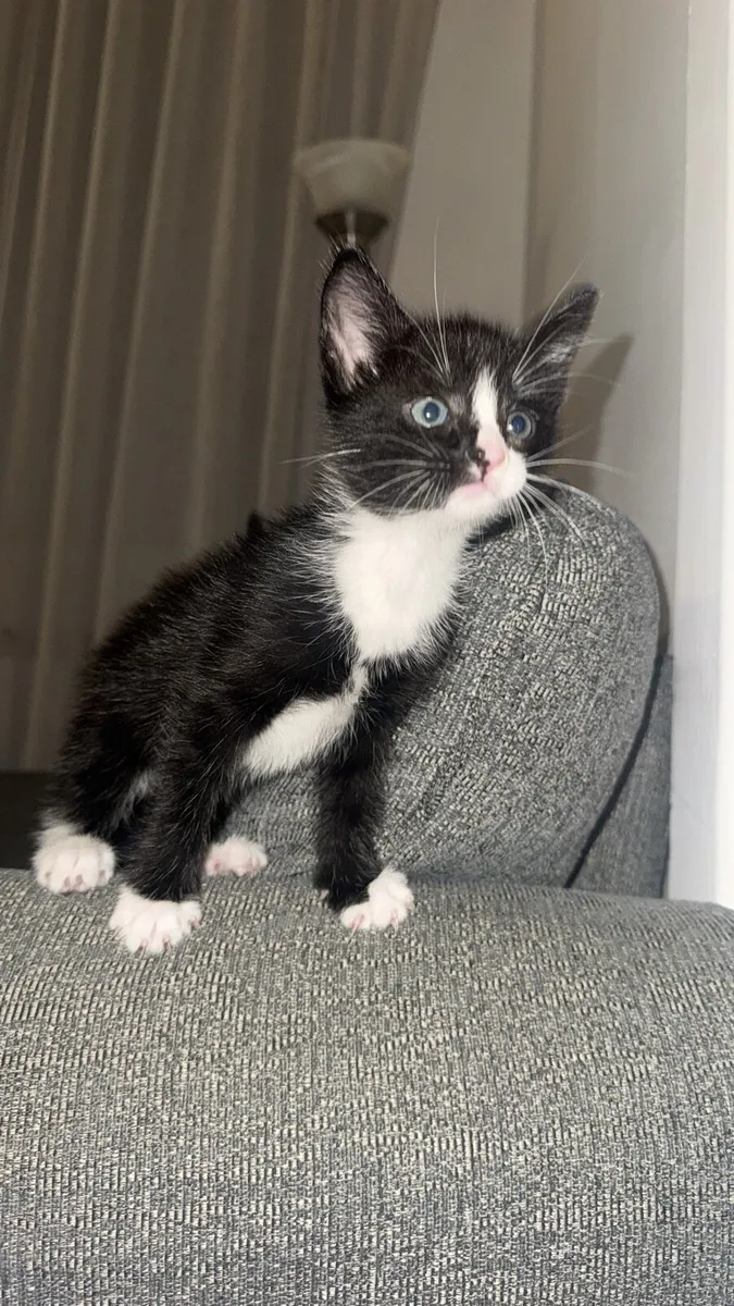 Kitten - Image 1