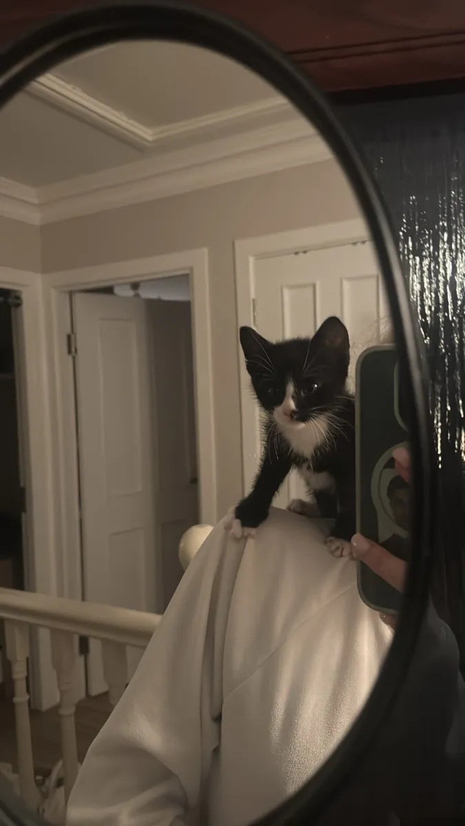 Kitten - Image 2
