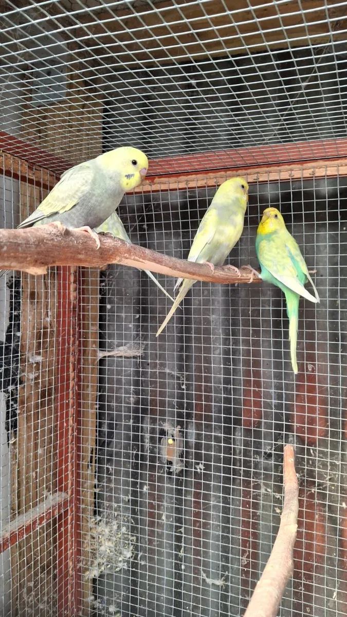 Budgies - Image 1