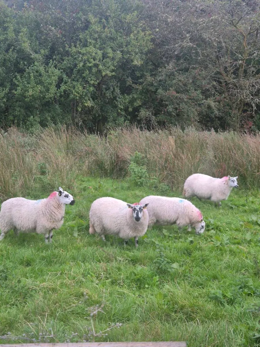 Ewe Lambs - Image 1