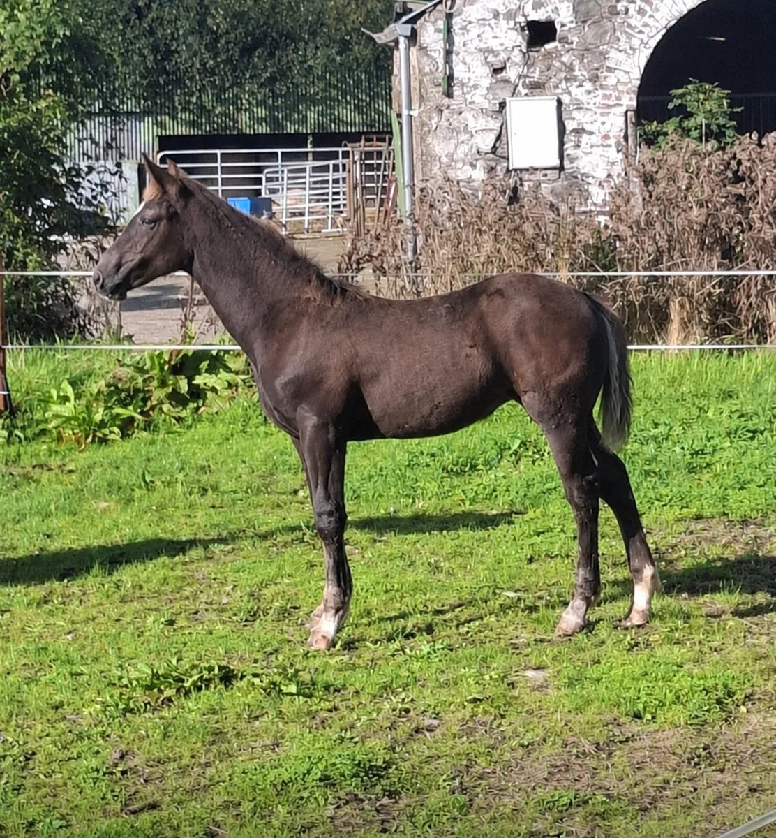 Foal Lot 145 Cavan Irish Draught Sale 25/09/26 - Image 1
