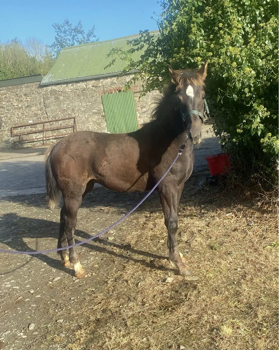 Foal Lot 145 Cavan Irish Draught Sale 25/09/26 - Image 2