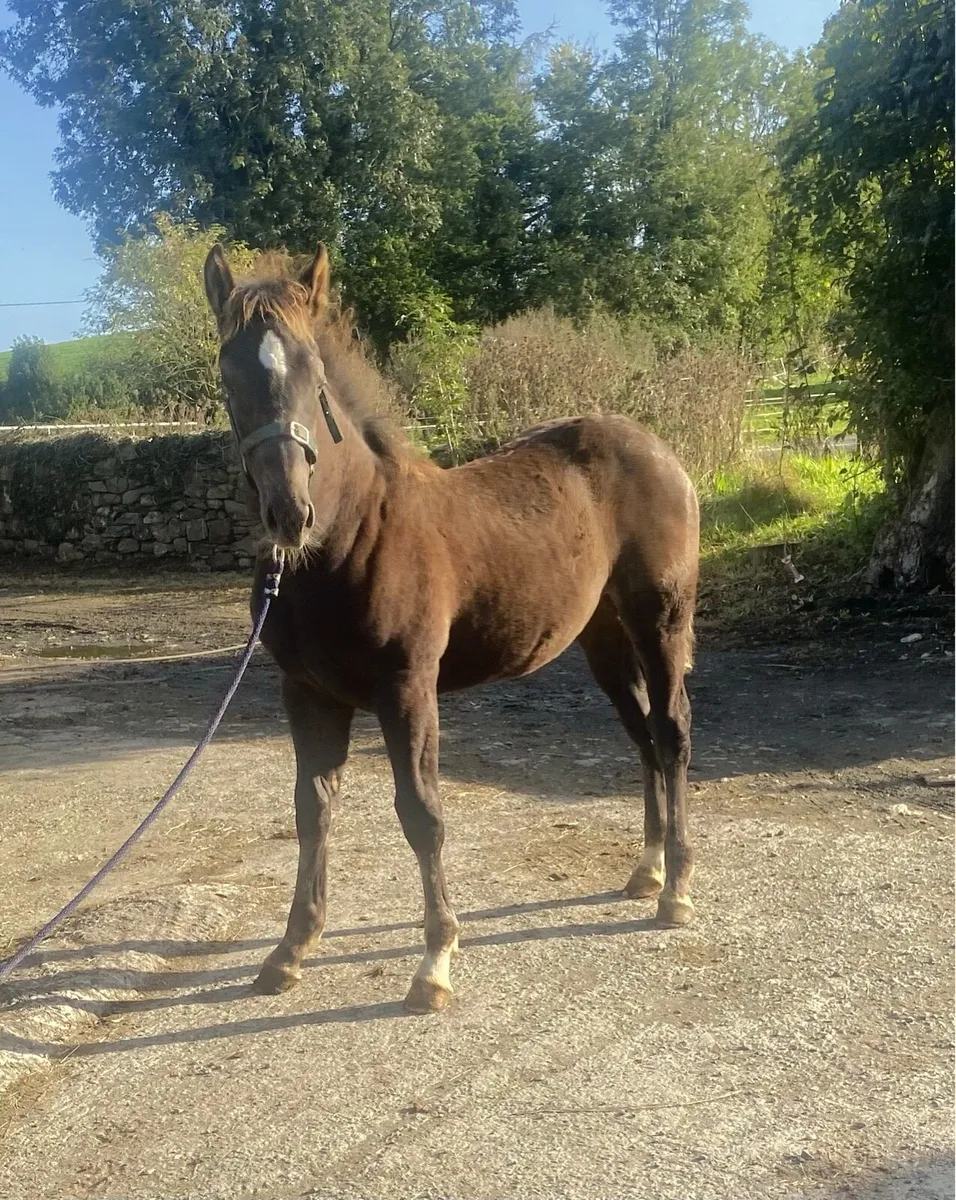 Foal Lot 145 Cavan Irish Draught Sale 25/09/26 - Image 3