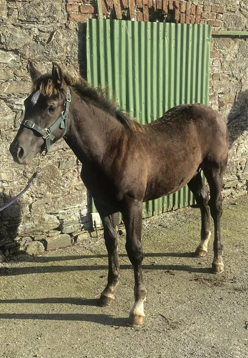 Foal Lot 145 Cavan Irish Draught Sale 25/09/26 - Image 4