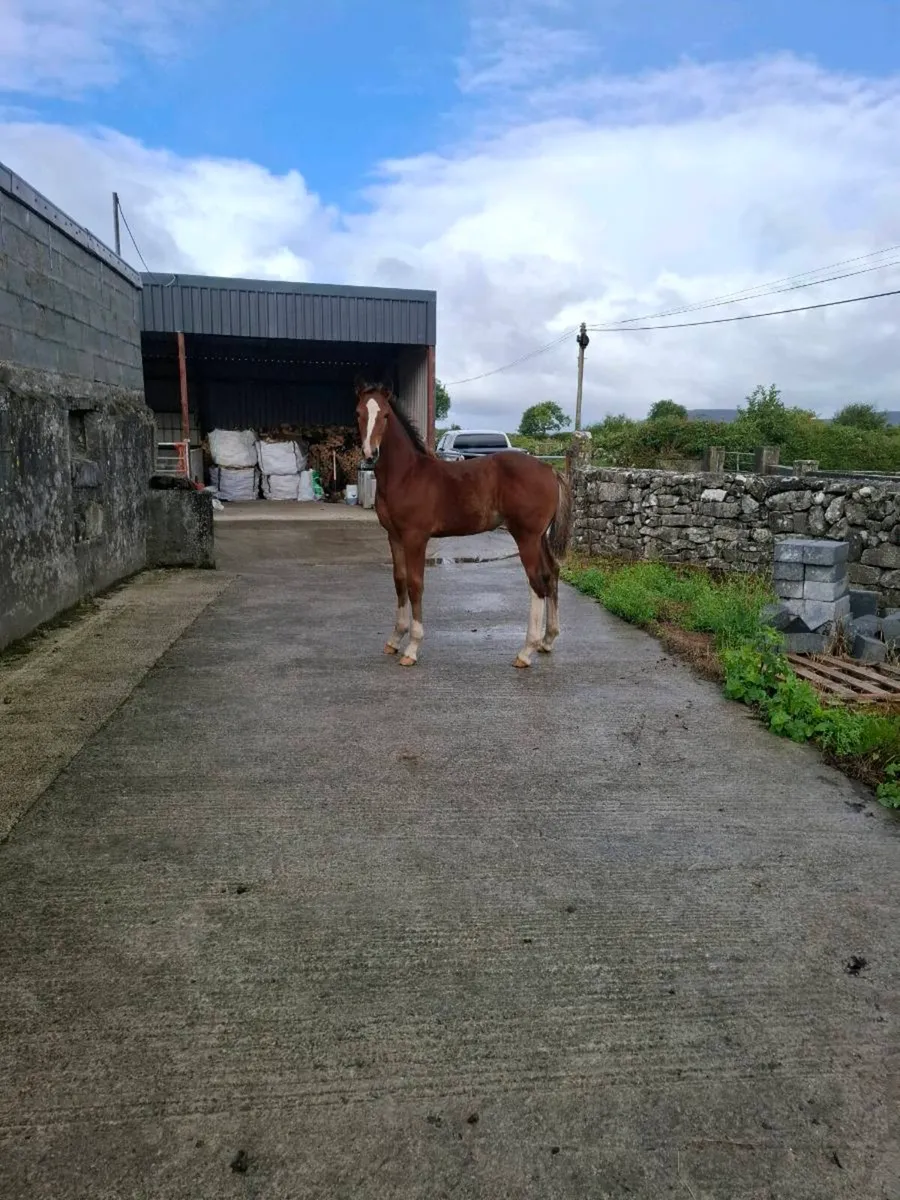 Draught  colt foal - Image 1