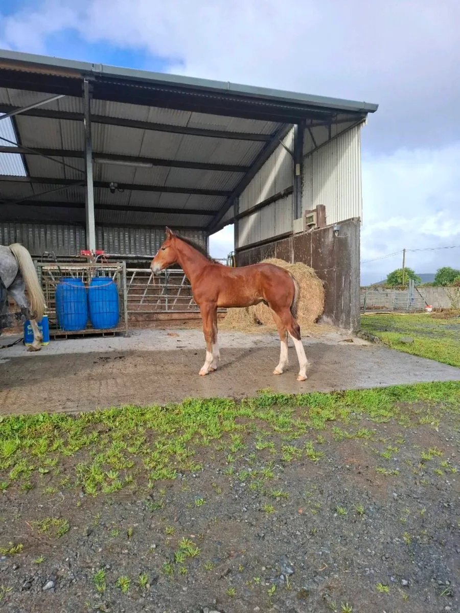 Draught  colt foal - Image 2