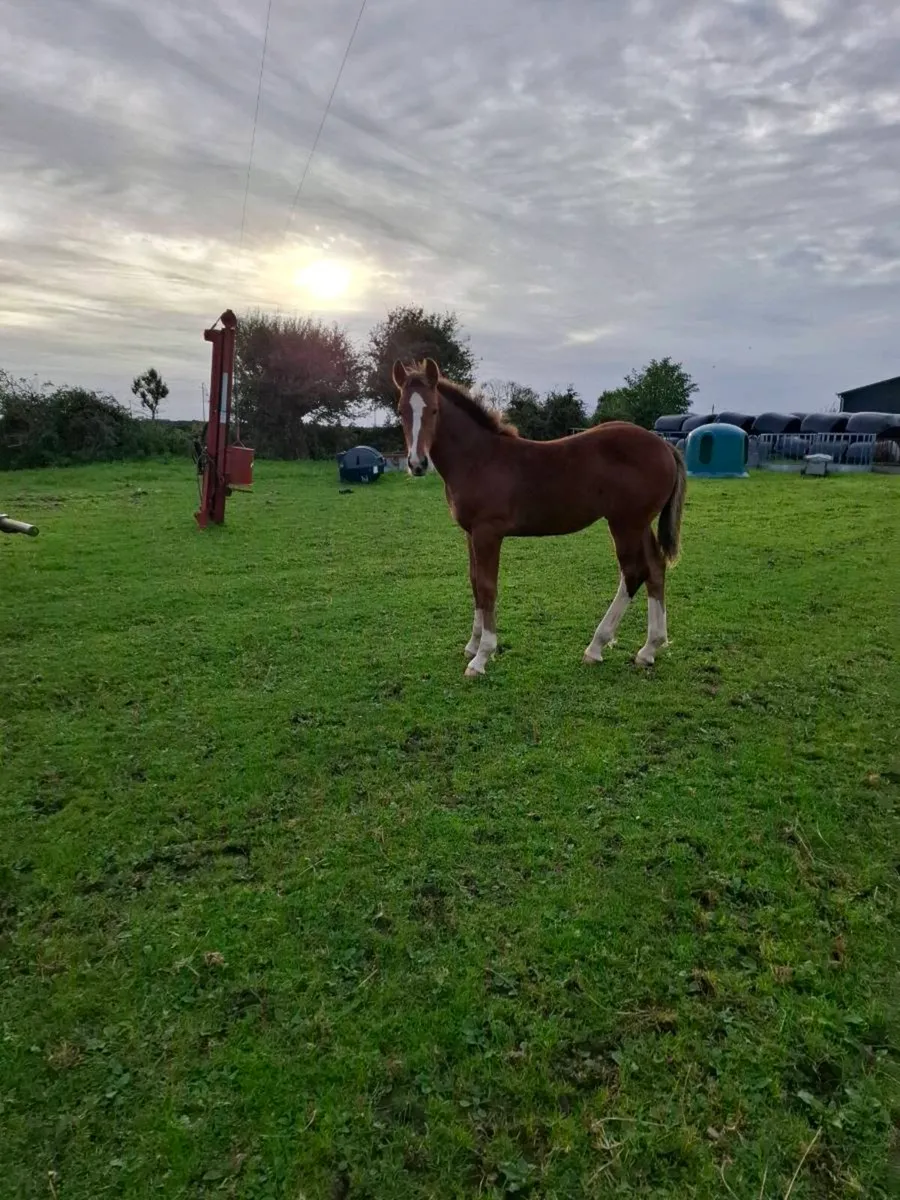 Draught  colt foal - Image 3