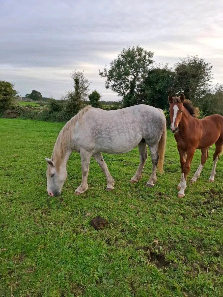 Draught  colt foal - Image 4