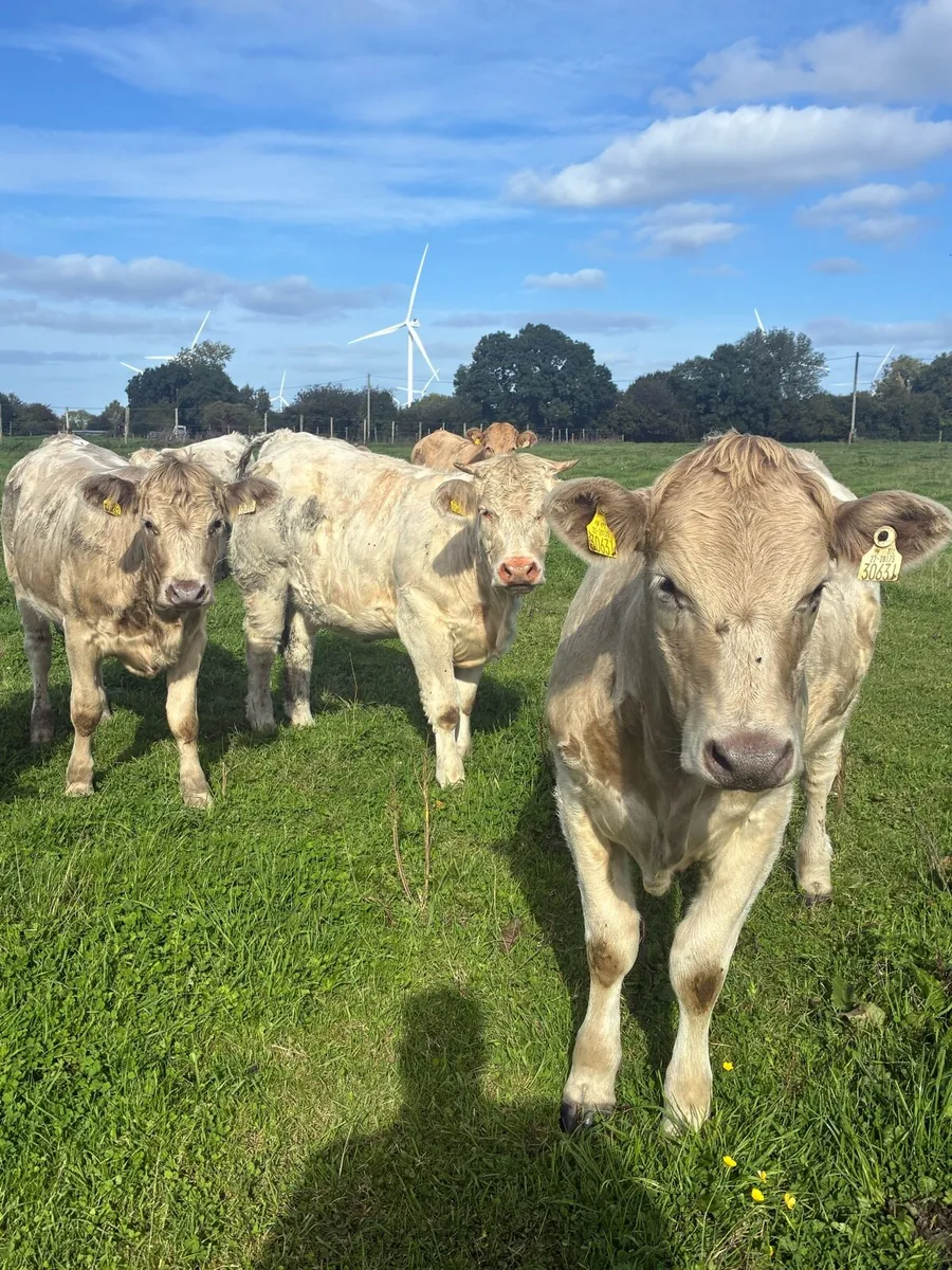 6 Charlaois heifers 400 kilos for sale - Image 1