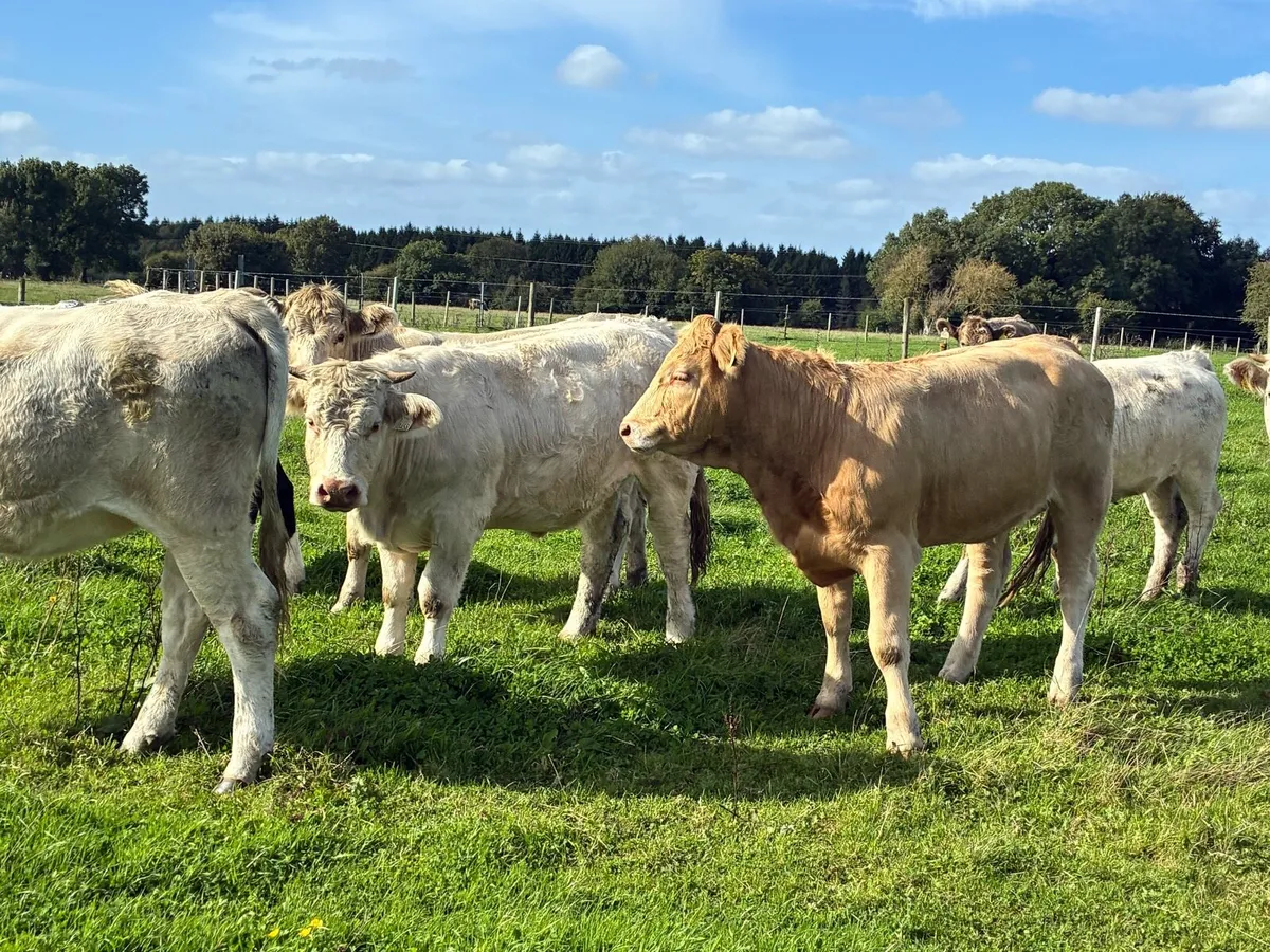 6 Charlaois heifers 400 kilos for sale - Image 2