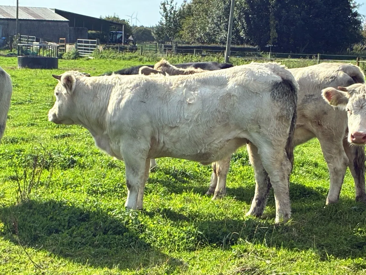 6 Charlaois heifers 400 kilos for sale - Image 3