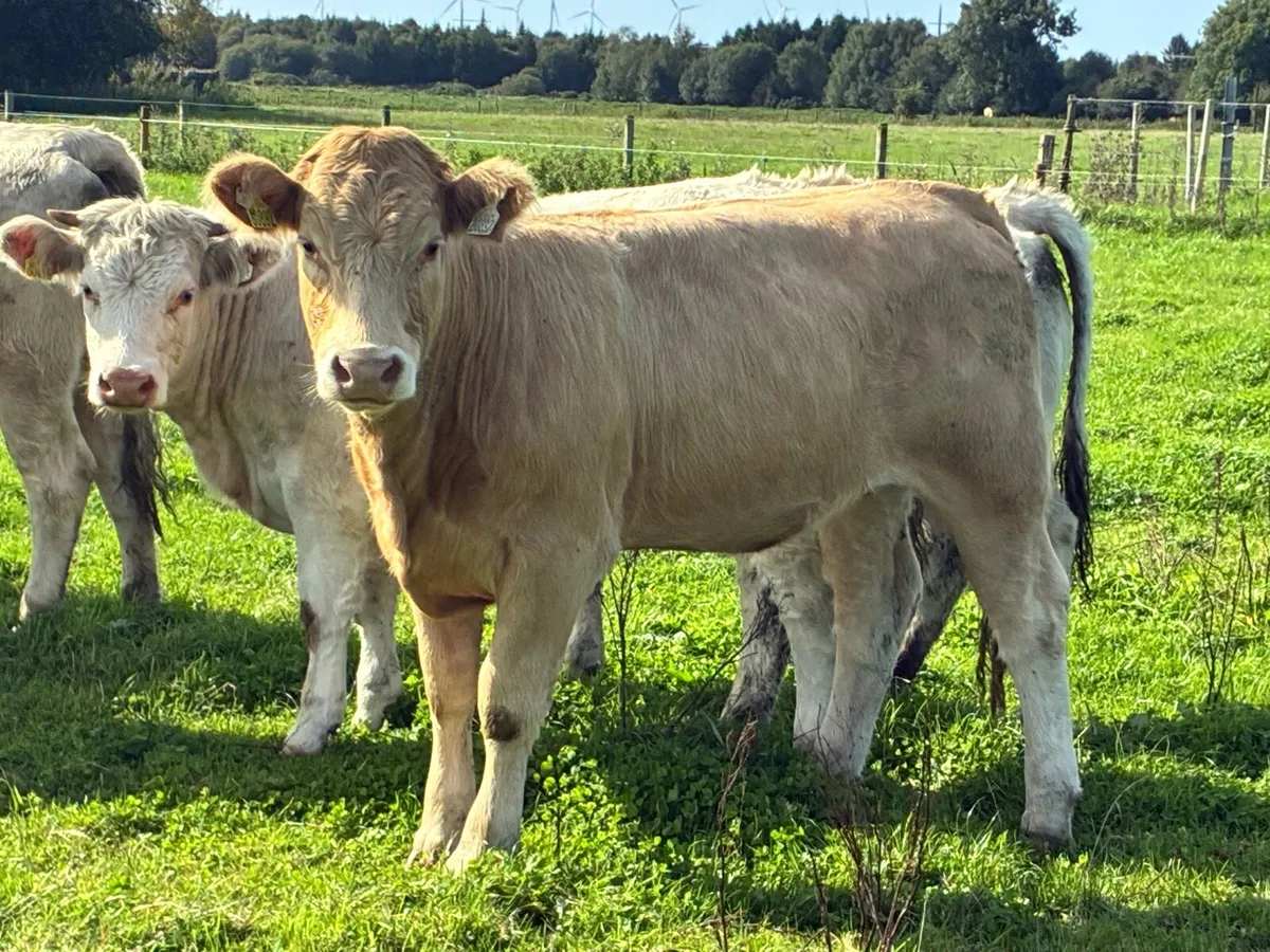 6 Charlaois heifers 400 kilos for sale - Image 4