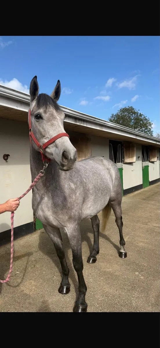 4yo Connemara filly - Image 1