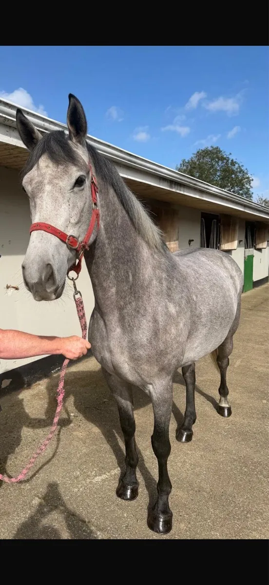 4yo Connemara filly - Image 2