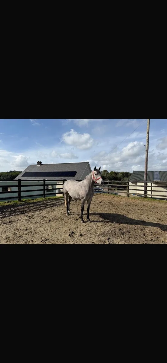 4yo Connemara filly - Image 3