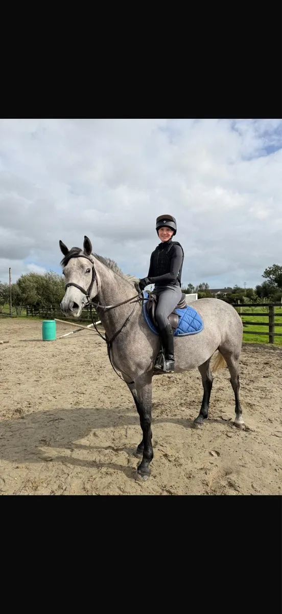 4yo Connemara filly - Image 4