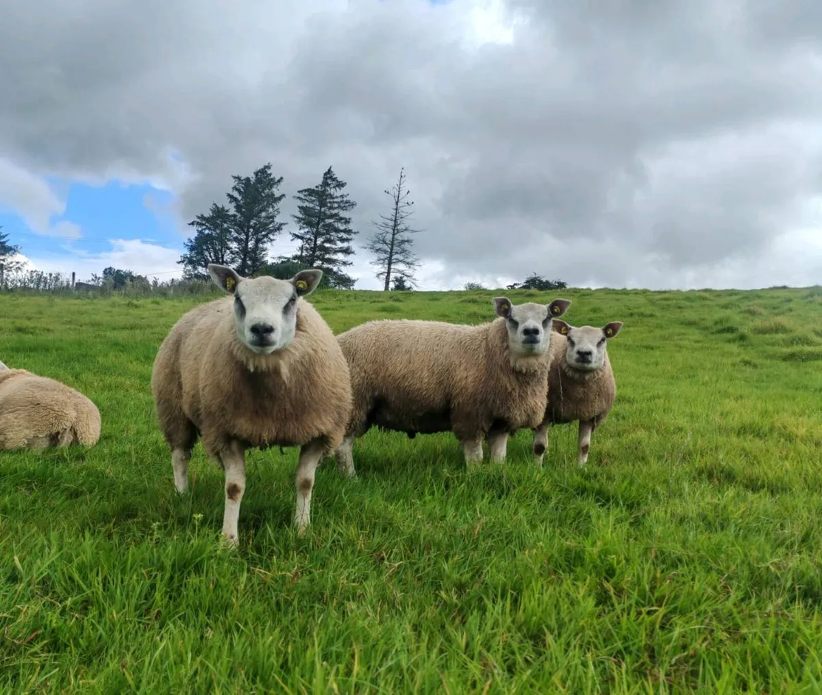 PBR Beltex Ram Lambs - Image 1