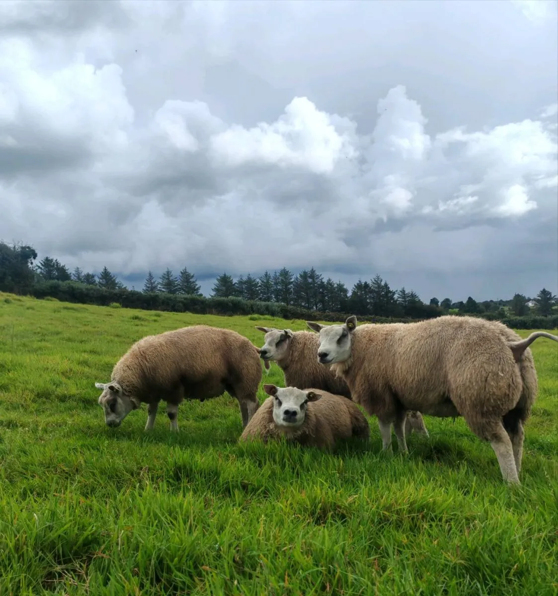 PBR Beltex Ram Lambs - Image 3