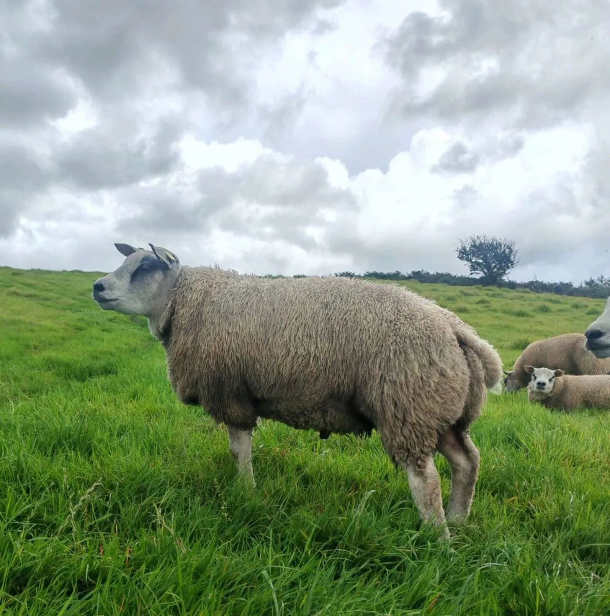 PBR Beltex Ram Lambs - Image 4