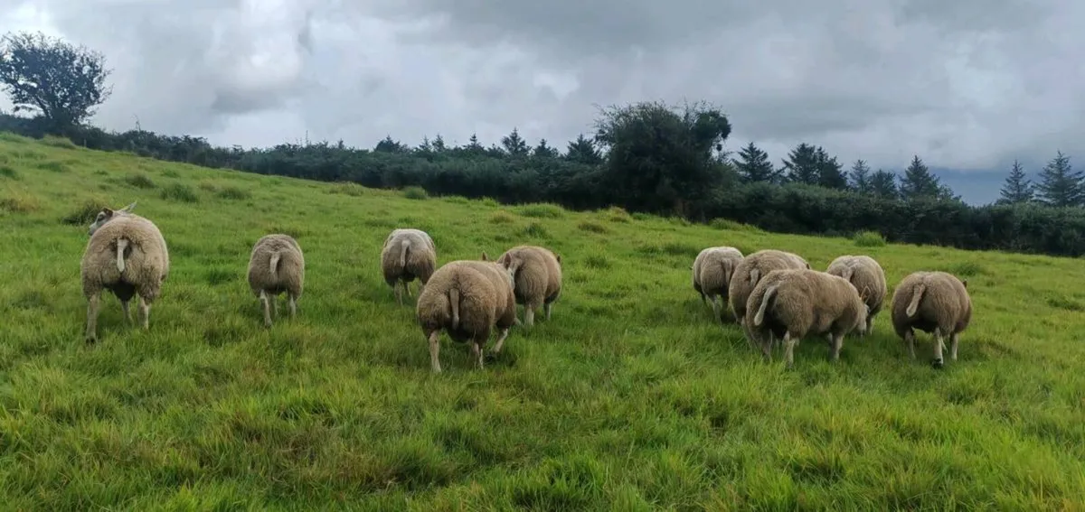 PBR Beltex Ram Lambs - Image 2