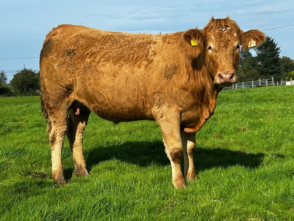 4 Star In-Calf Heifer In-Calf To A.i LM LM9577 - Image 2