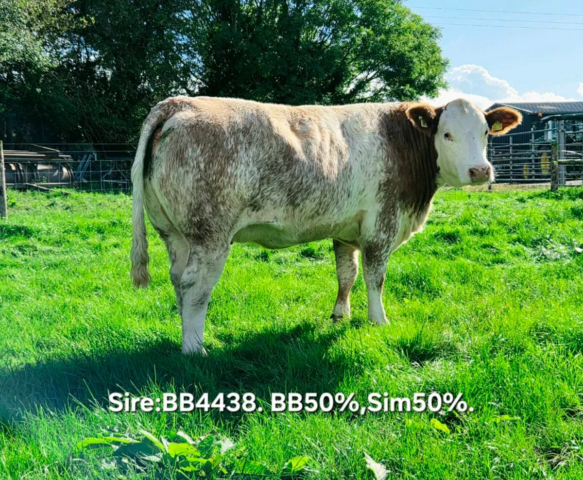 Heifers - Image 1