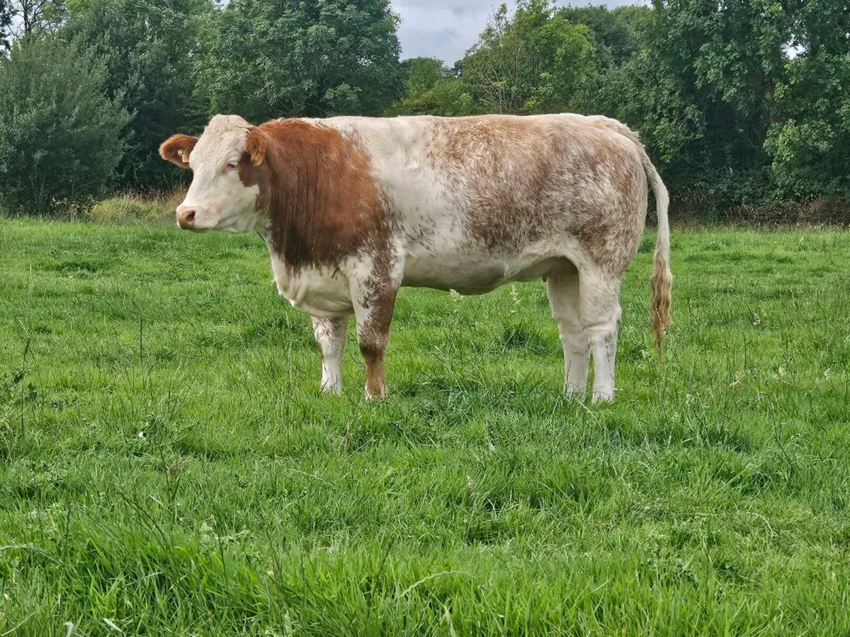 Heifers - Image 2