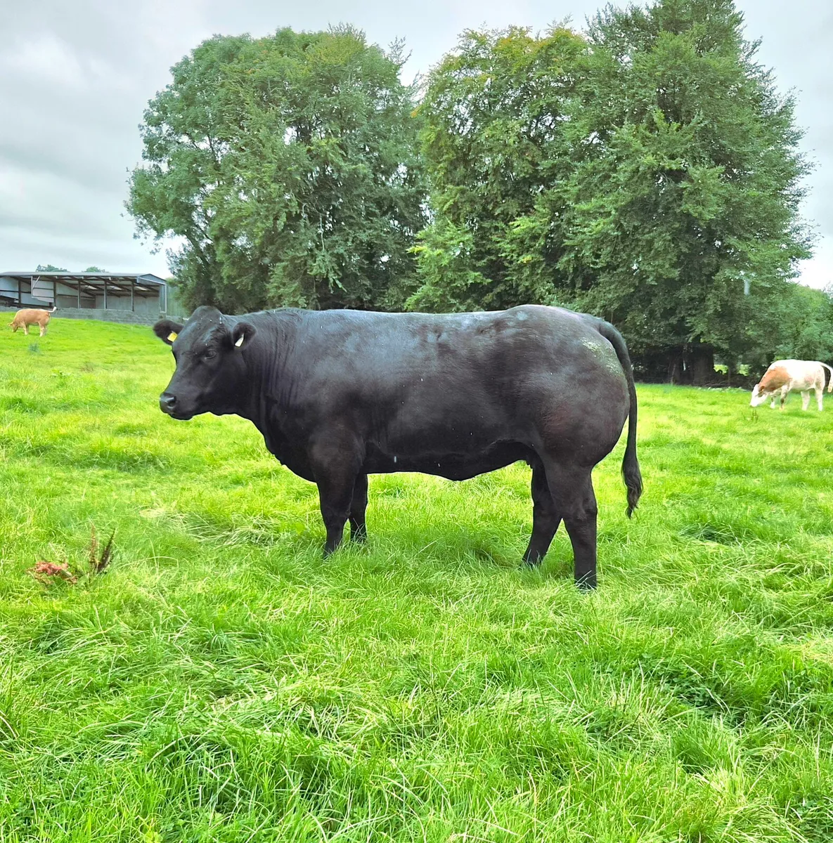 Heifers - Image 4