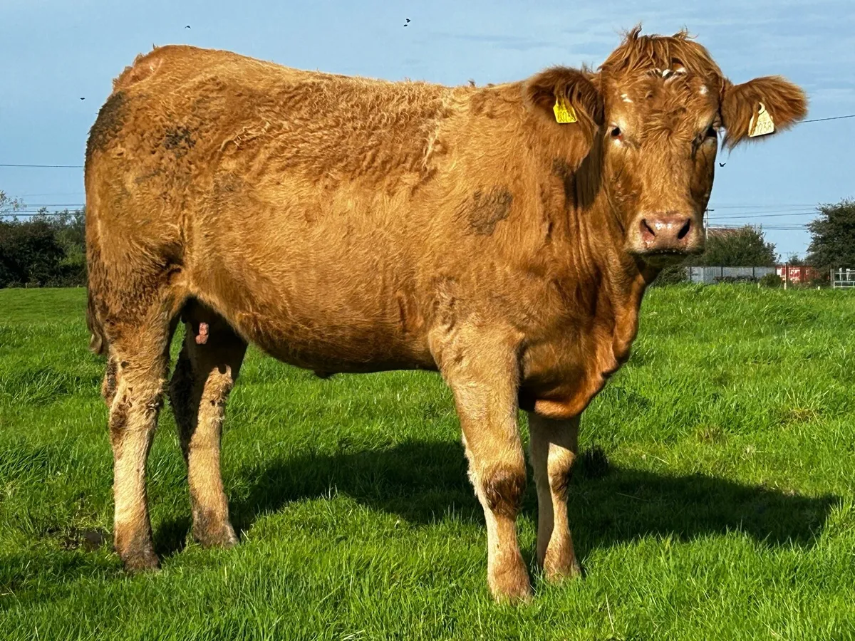 4 Star In-Calf Heifer In-Calf To A.i LM LM9577 - Image 3