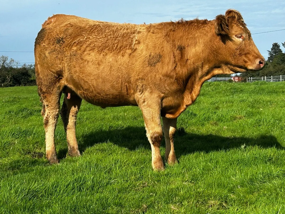 4 Star In-Calf Heifer In-Calf To A.i LM LM9577 - Image 4