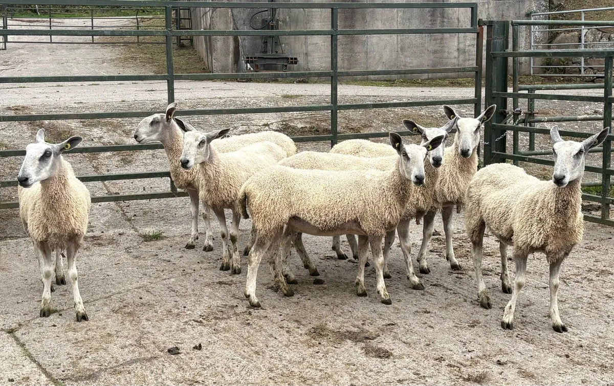 Bluefaced Leicester Traditionals for Sale - Image 3