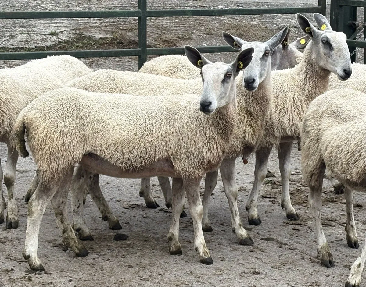 Bluefaced Leicester Traditionals for Sale - Image 2