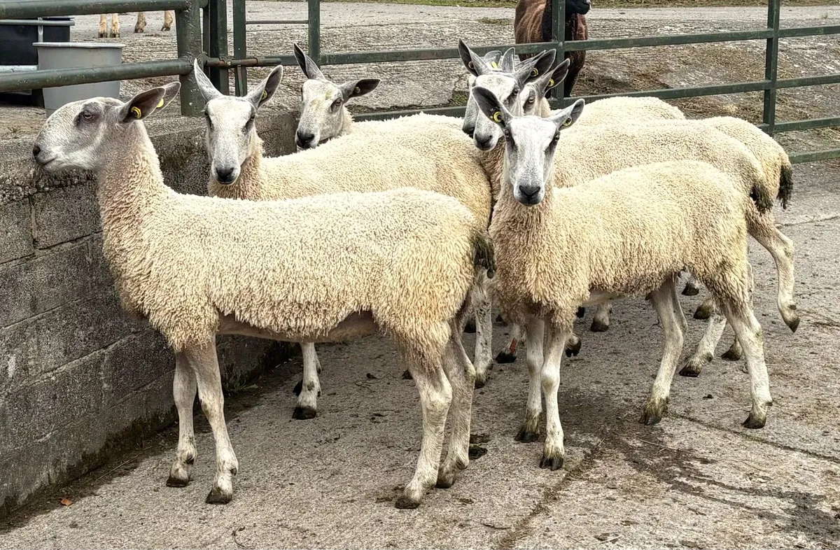 Bluefaced Leicester Traditionals for Sale - Image 1