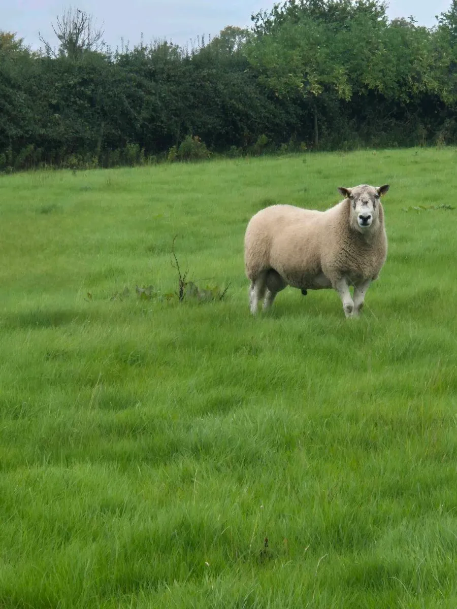 4 year old Brockie ram and selection of ewe lambs. - Image 2