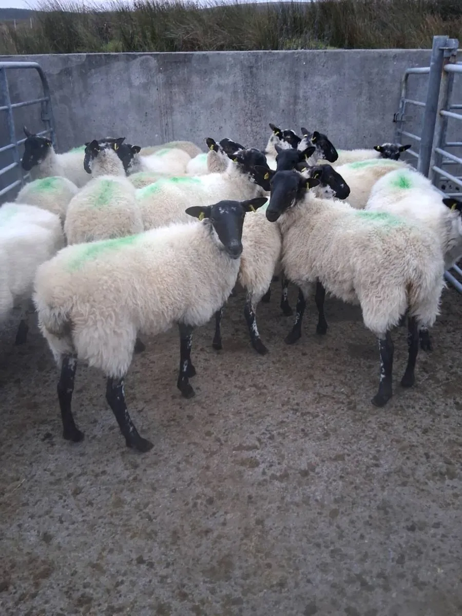 Organic hoggets ,lambs & 2yr olds - Image 2