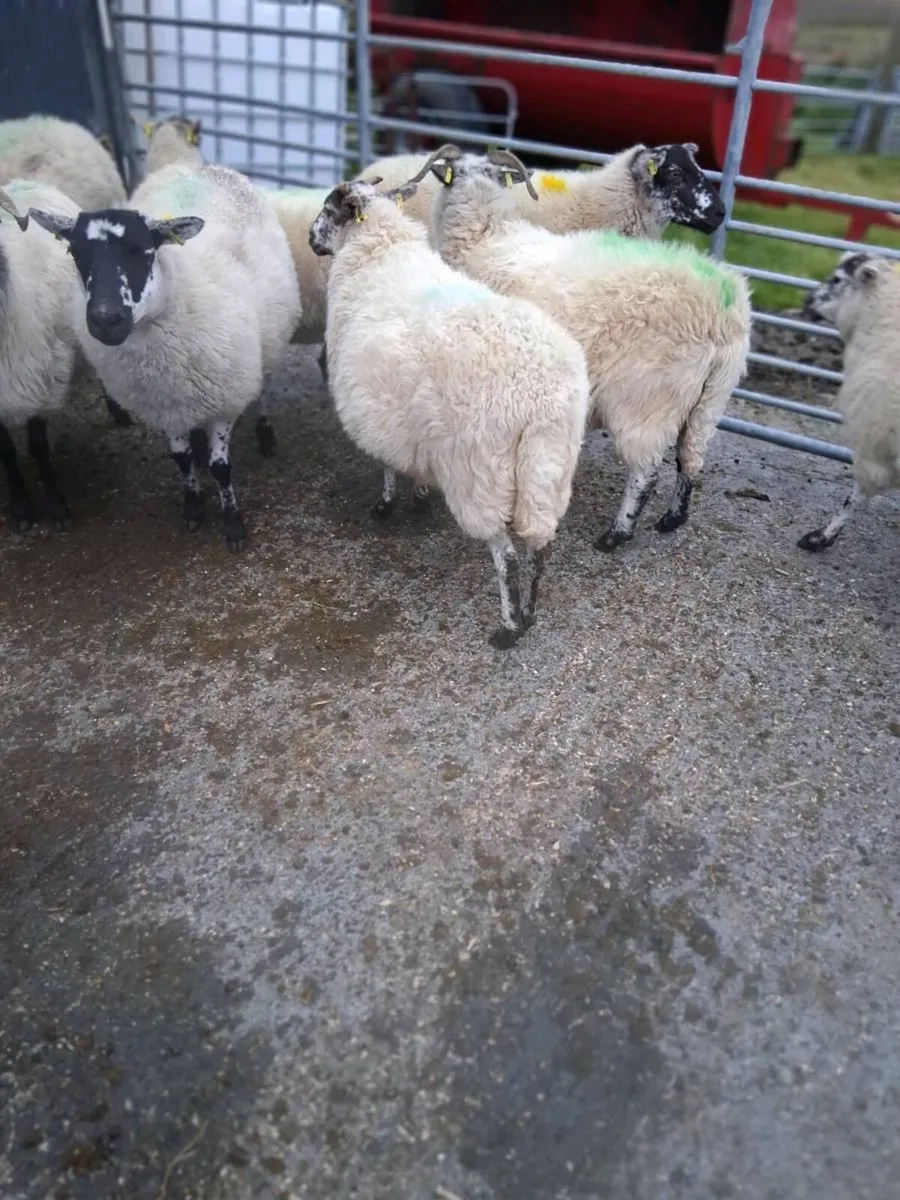 Organic hoggets ,lambs & 2yr olds - Image 3